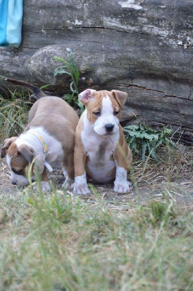 chiot American Staffordshire Terrier of Mont Mesly Squad