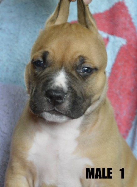 chiot American Staffordshire Terrier of Mont Mesly Squad
