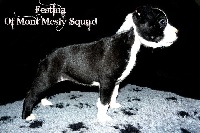 Festina Of Mont Mesly Squad