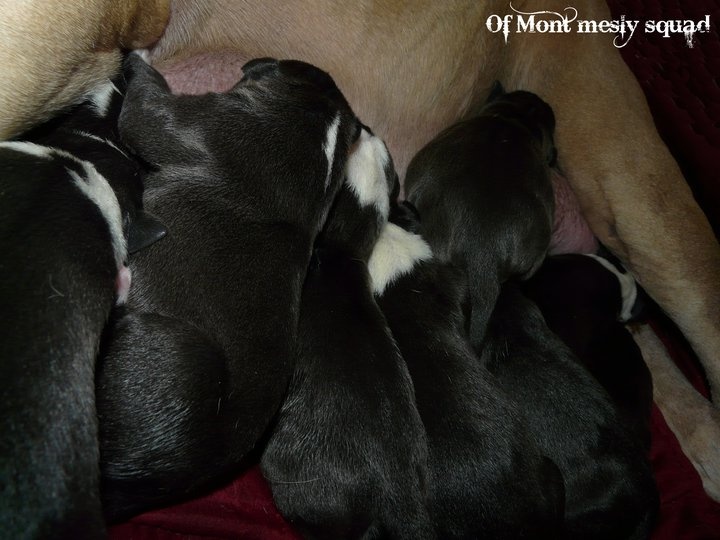 of Mont Mesly Squad - American Staffordshire Terrier - Portée née le 11/12/2010