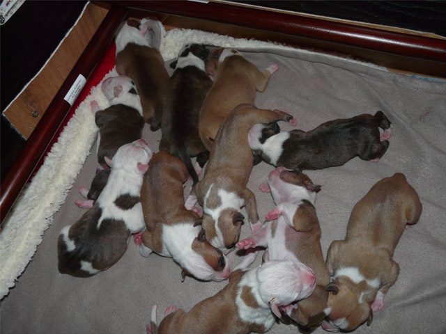of Mont Mesly Squad - American Staffordshire Terrier - Portée née le 11/04/2012
