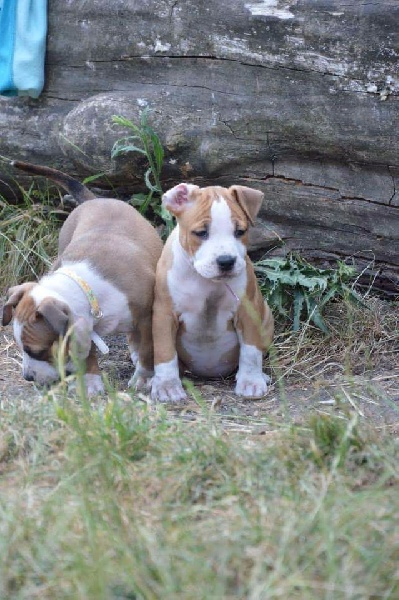 Chiot American Staffordshire Terrier of Mont Mesly Squad