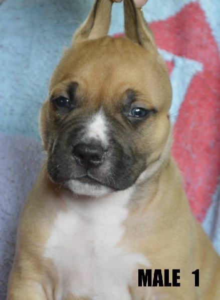 of Mont Mesly Squad - American Staffordshire Terrier - Portée née le 03/06/2013